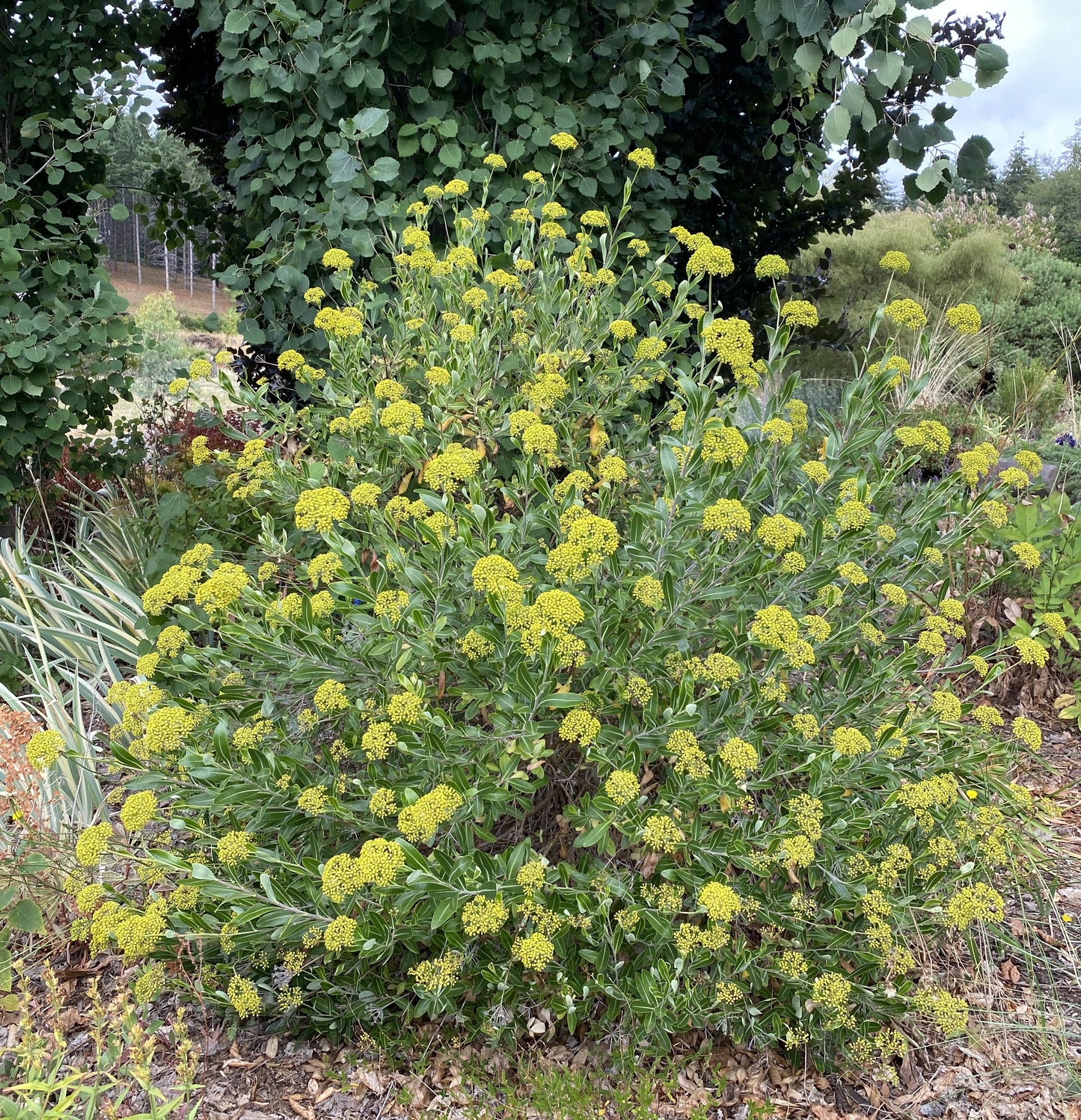 Shrubs ~ Bupleurum fruticosum, Shrubby Hare's Ear ~ Dancing Oaks Nursery and Gardens ~ Retail Nursery ~ Mail Order Nursery
