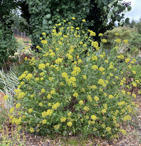 Shrubs ~ Bupleurum fruticosum, Shrubby Hare's Ear ~ Dancing Oaks Nursery and Gardens ~ Retail Nursery ~ Mail Order Nursery