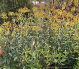 Shrubs ~ Bupleurum fruticosum, Shrubby Hare's Ear ~ Dancing Oaks Nursery and Gardens ~ Retail Nursery ~ Mail Order Nursery