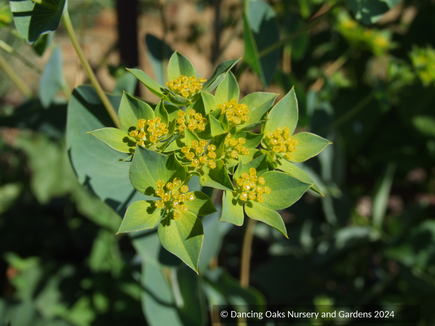 Bupleurum longifolium var aureum, Hare's Ear
