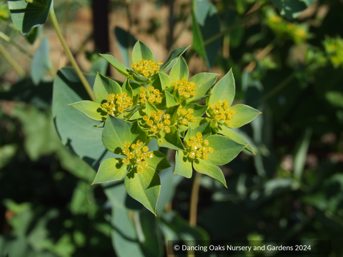 Bupleurum longifolium var aureum, Hare's Ear