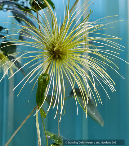 Vines ~ Clematis otophera ~ Dancing Oaks Nursery and Gardens ~ Retail Nursery ~ Mail Order Nursery