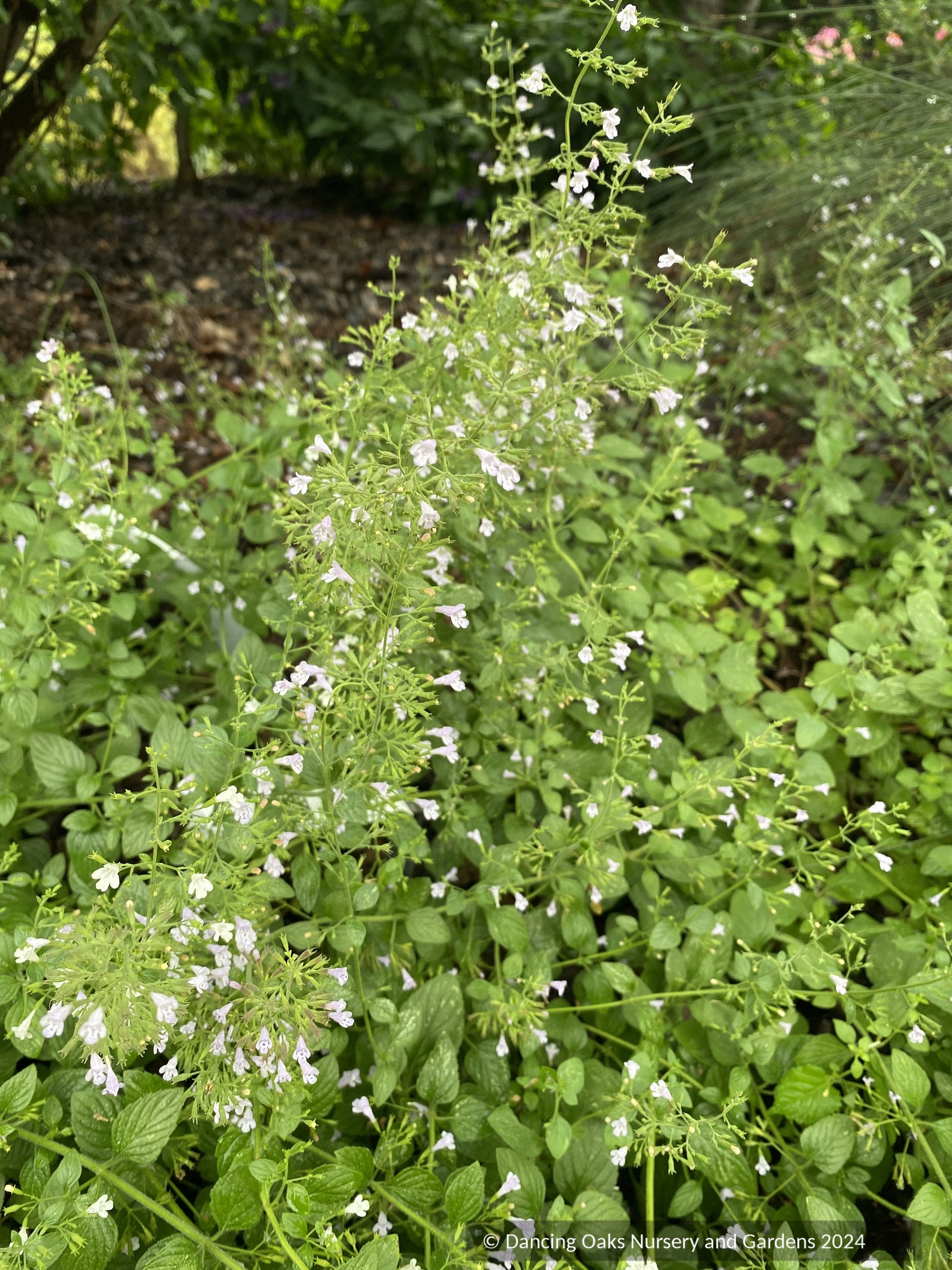Perennials ~ Calamintha nepeta ssp. glandulosa 'White Cloud', White Calamint ~ Dancing Oaks Nursery and Gardens ~ Retail Nursery ~ Mail Order Nursery