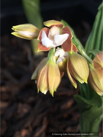 Calanthe discolor, Discolor Hardy Calanthe Orchid