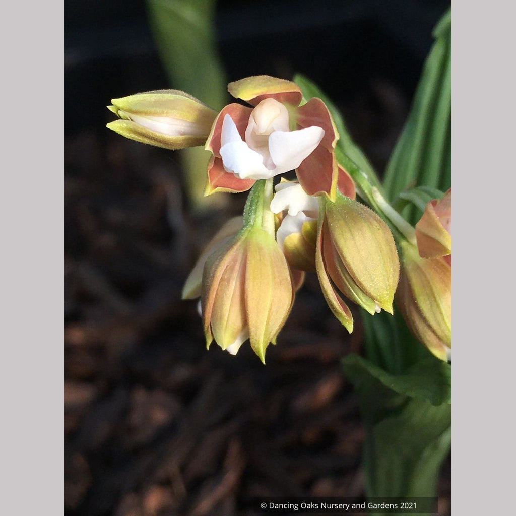 Calanthe discolor, Discolor Hardy Calanthe Orchid – Dancing Oaks ...