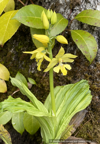 Bulbs & Tubers ~ *Bulbs & Tubers - Calanthe siedoldii, Siebold's Japanese Hardy Orchid ~ Dancing Oaks Nursery and Gardens ~ Retail Nursery ~ Mail Order Nursery