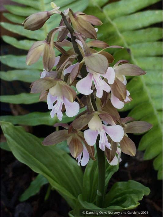 Calanthe discolor, Discolor Hardy Calanthe Orchid