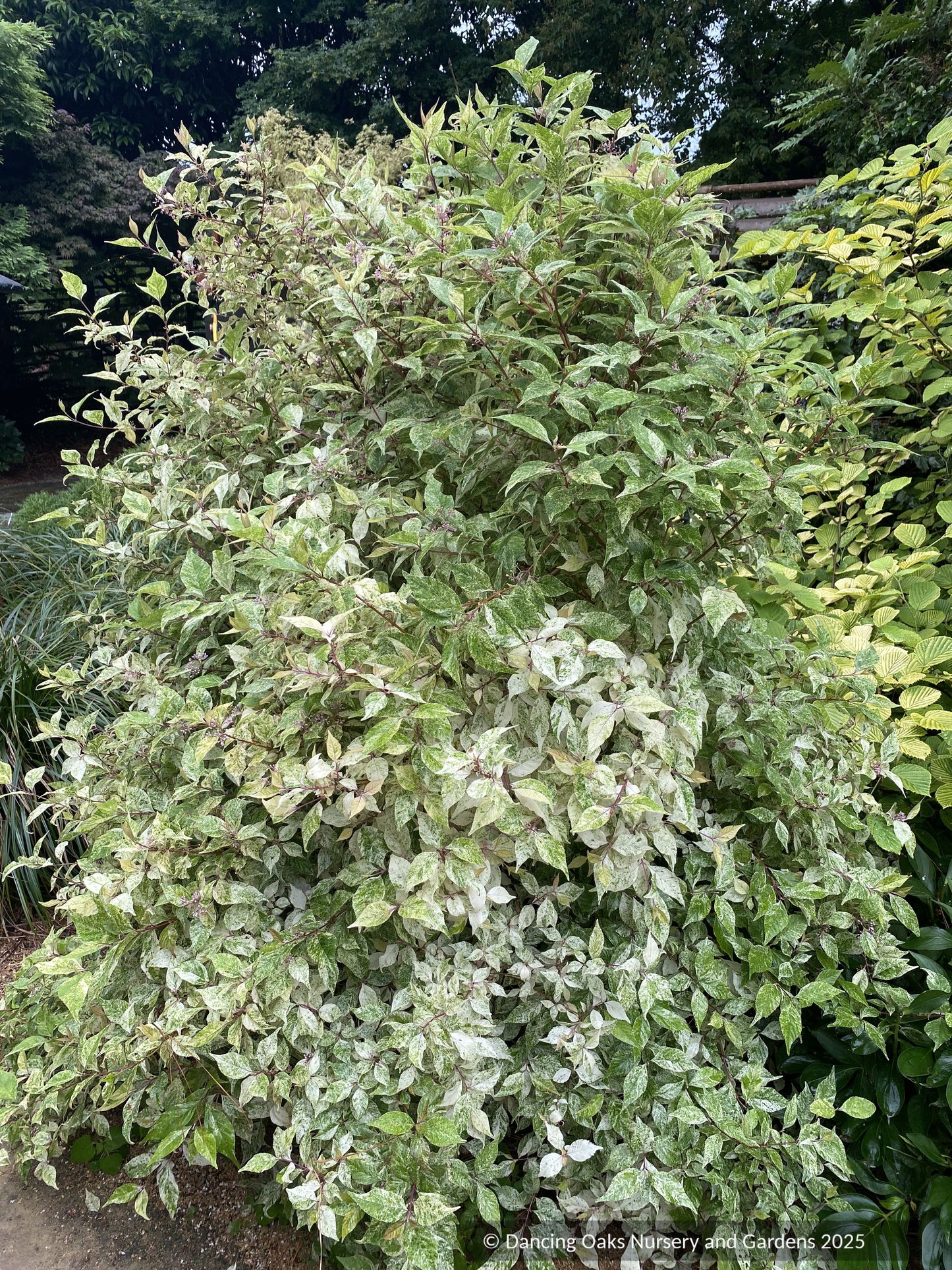 Shrubs ~ Callicarpa dichotoma 'Shiji Murasaki', Wine Spritzer or Japanese Beautyberry ~ Dancing Oaks Nursery and Gardens ~ Retail Nursery ~ Mail Order Nursery