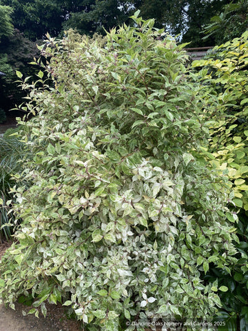 Shrubs ~ Callicarpa dichotoma 'Shiji Murasaki', Wine Spritzer or Japanese Beautyberry ~ Dancing Oaks Nursery and Gardens ~ Retail Nursery ~ Mail Order Nursery