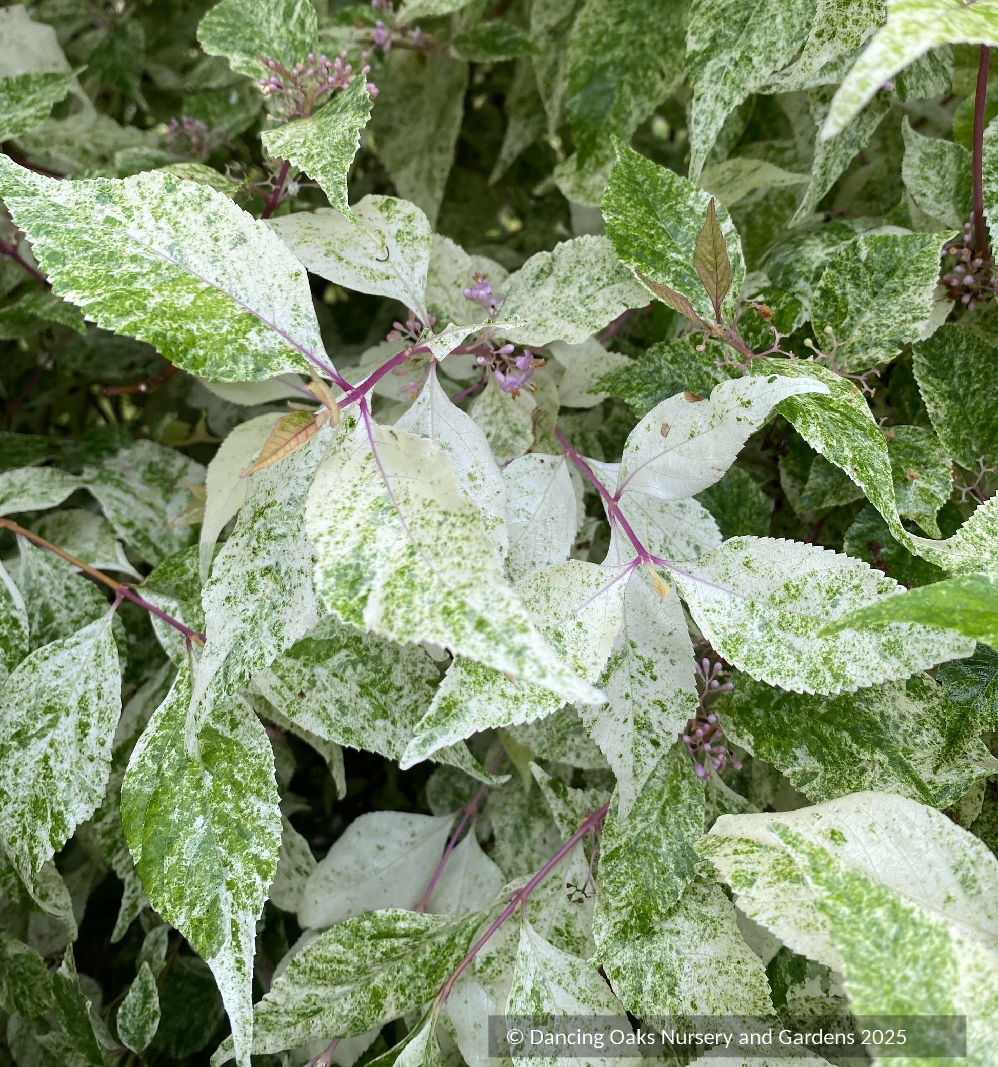 Shrubs ~ Callicarpa dichotoma 'Shiji Murasaki', Wine Spritzer or Japanese Beautyberry ~ Dancing Oaks Nursery and Gardens ~ Retail Nursery ~ Mail Order Nursery