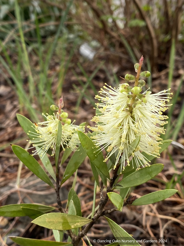 Callistemon pallidus [Penstock Lagoon, Tasmania  1,100 m], Bottlebrush