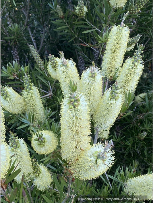 Callistemon 'Wetland's Challenged Mutant’, Bottlebrush