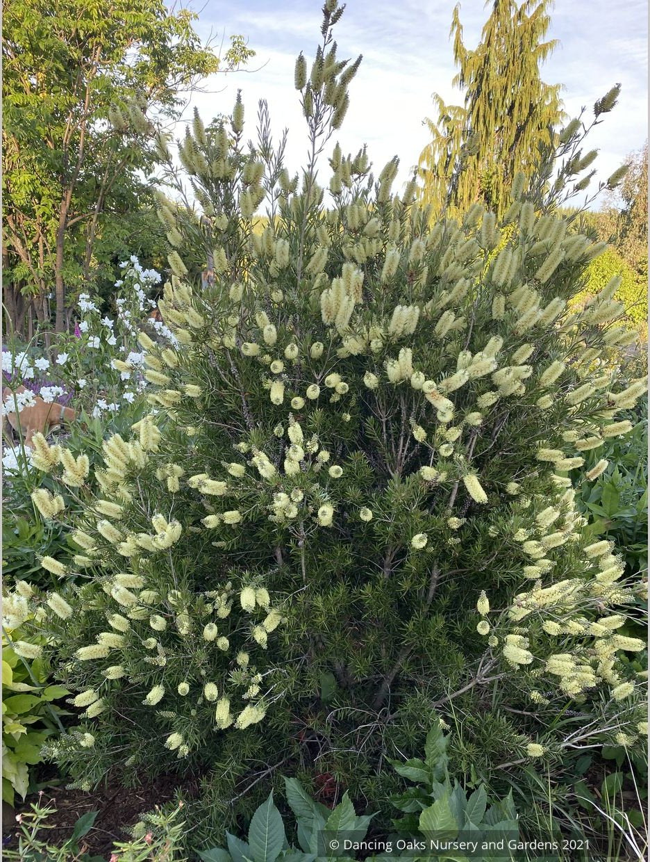 Callistemon 'Wetland's Challenged Mutant’, Bottlebrush