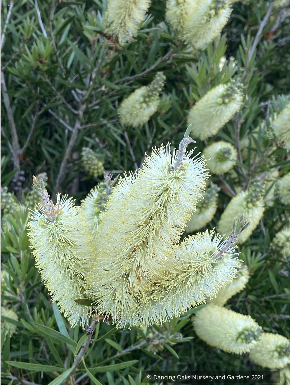 Callistemon 'Wetland's Challenged Mutant’, Bottlebrush