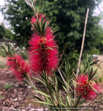 Shrubs ~  Callistemon 'Woodlander’s Hardy', Bottlebrush~ Dancing Oaks Nursery and Gardens ~ Retail Nursery ~ Mail Order Nursery