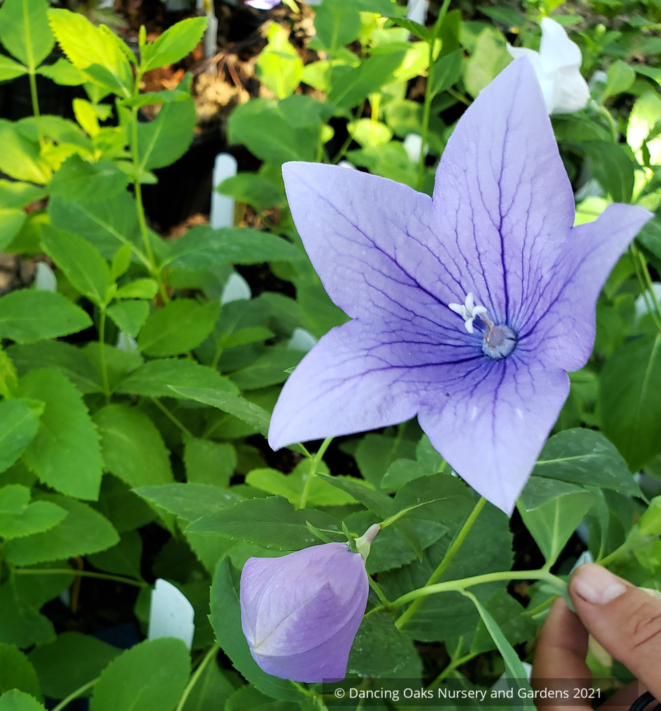 Platycodon grandiflorus 'Mixed Hybrids', Balloon Flower
