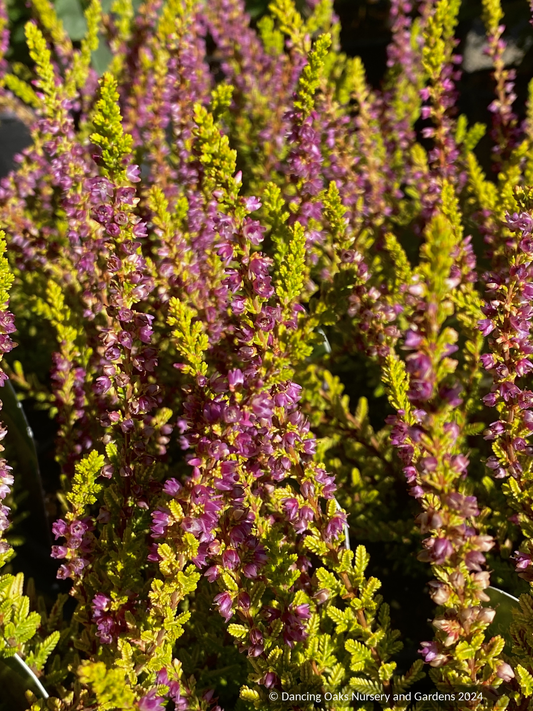Shrubs ~ Calluna vulgaris 'Firefly', Firefly Heather ~ Dancing Oaks Nursery and Gardens ~ Retail Nursery ~ Mail Order Nursery