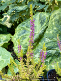 Shrubs ~ Calluna vulgaris 'Firefly', Firefly Heather ~ Dancing Oaks Nursery and Gardens ~ Retail Nursery ~ Mail Order Nursery