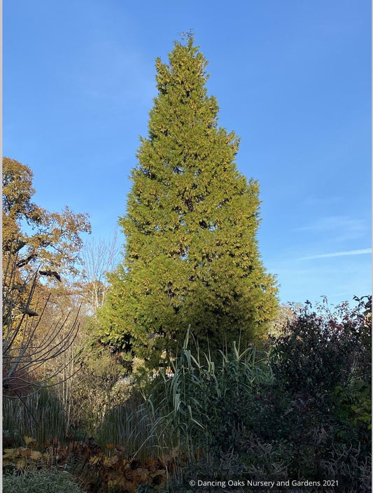 Trees ~ Calocedrus decurrens , California Incense Cedar ~ Dancing Oaks Nursery and Gardens ~ Retail Nursery ~ Mail Order Nursery