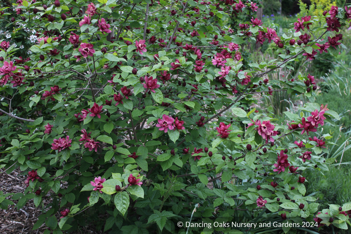 Calycanthus 'Aphrodite' PP24014, Sweet Shrub