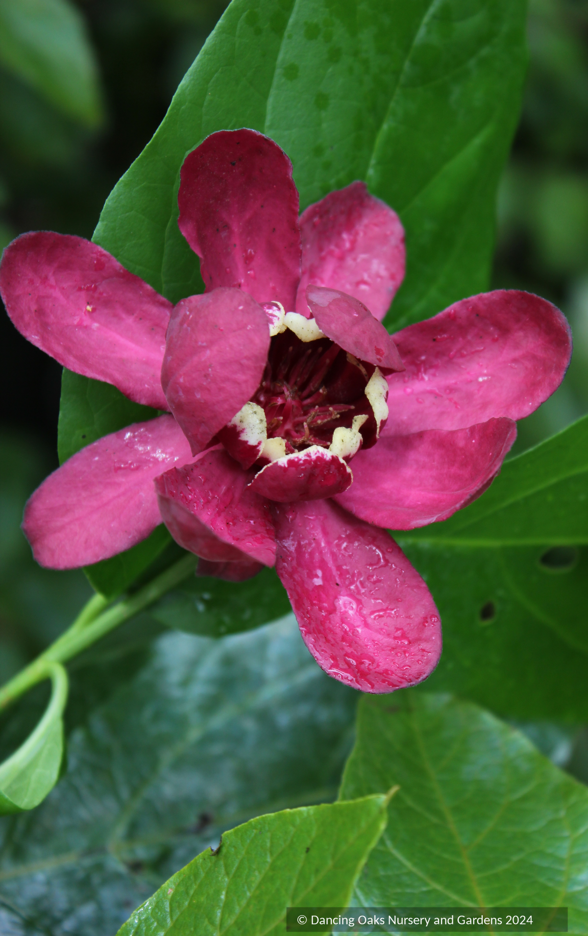 Calycanthus 'Aphrodite' PP24014, Sweet Shrub