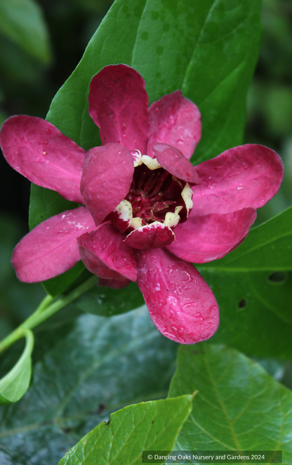 Calycanthus 'Aphrodite' PP24014, Sweet Shrub
