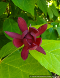 Calycanthus x raulstonii 'Hartlage Wine', Sweetshrub