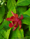 Calycanthus x raulstonii 'Hartlage Wine', Sweetshrub