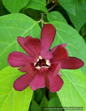 Calycanthus x raulstonii 'Hartlage Wine', Sweetshrub