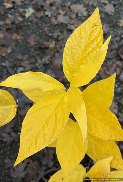 Shrubs ~ Calycanthus floridus 'Michael Lindsey', Carolina Allspice / Sweetshrub ~ Dancing Oaks Nursery and Gardens ~ Retail Nursery ~ Mail Order Nursery