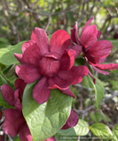 Shrubs ~ Calycanthus x raulstonii 'Hartlage Wine', Sweetshrub ~ Dancing Oaks Nursery and Gardens ~ Retail Nursery ~ Mail Order Nursery