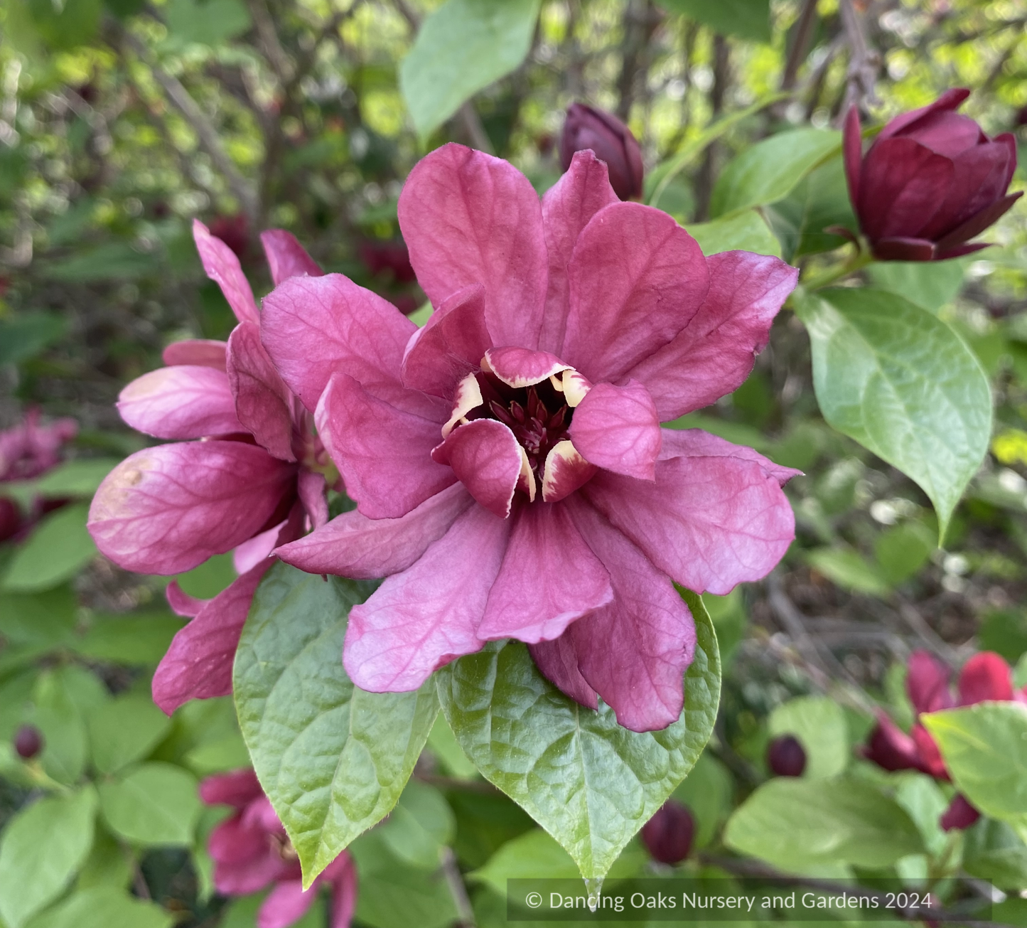 Shrubs ~ Calycanthus x raulstonii 'Hartlage Wine', Sweetshrub ~ Dancing Oaks Nursery and Gardens ~ Retail Nursery ~ Mail Order Nursery