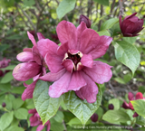 Shrubs ~ Calycanthus x raulstonii 'Hartlage Wine', Sweetshrub ~ Dancing Oaks Nursery and Gardens ~ Retail Nursery ~ Mail Order Nursery