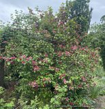 Shrubs ~ Calycanthus x raulstonii 'Hartlage Wine', Sweetshrub ~ Dancing Oaks Nursery and Gardens ~ Retail Nursery ~ Mail Order Nursery