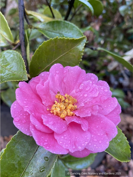CamelliaWintersJoy2023a_Dancin