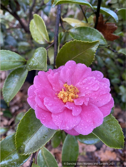 Camellia 'Winter's Joy'