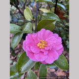 Camellia 'Winter's Joy'