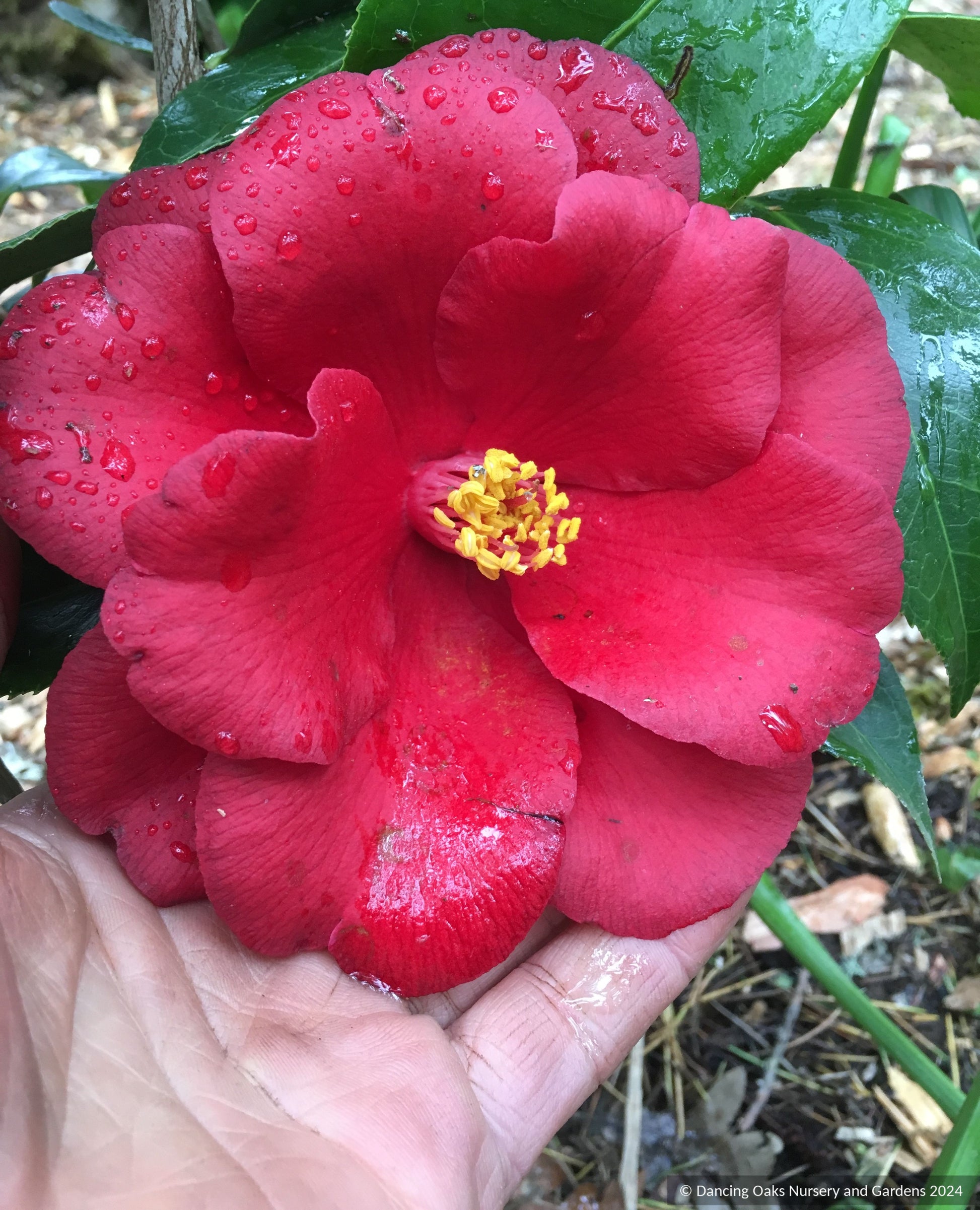 Shrubs ~ Camellia japonica Royal Velvet ~ Dancing Oaks Nursery and Gardens ~ Retail Nursery ~ Mail Order Nursery