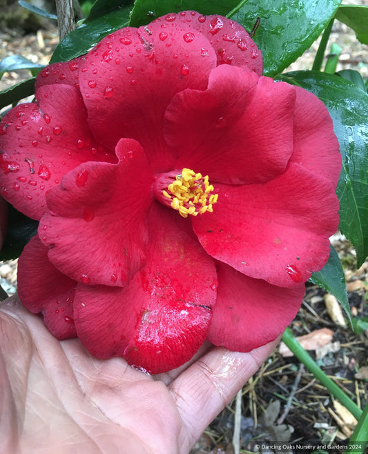 Shrubs ~ Camellia japonica Royal Velvet ~ Dancing Oaks Nursery and Gardens ~ Retail Nursery ~ Mail Order Nursery