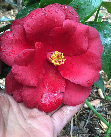 Shrubs ~ Camellia japonica Royal Velvet ~ Dancing Oaks Nursery and Gardens ~ Retail Nursery ~ Mail Order Nursery