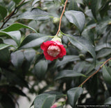 Shrubs ~ Camellia japonica 'Bokuhan' (syn. 'Tinsie') ~ Dancing Oaks Nursery and Gardens ~ Retail Nursery ~ Mail Order Nursery