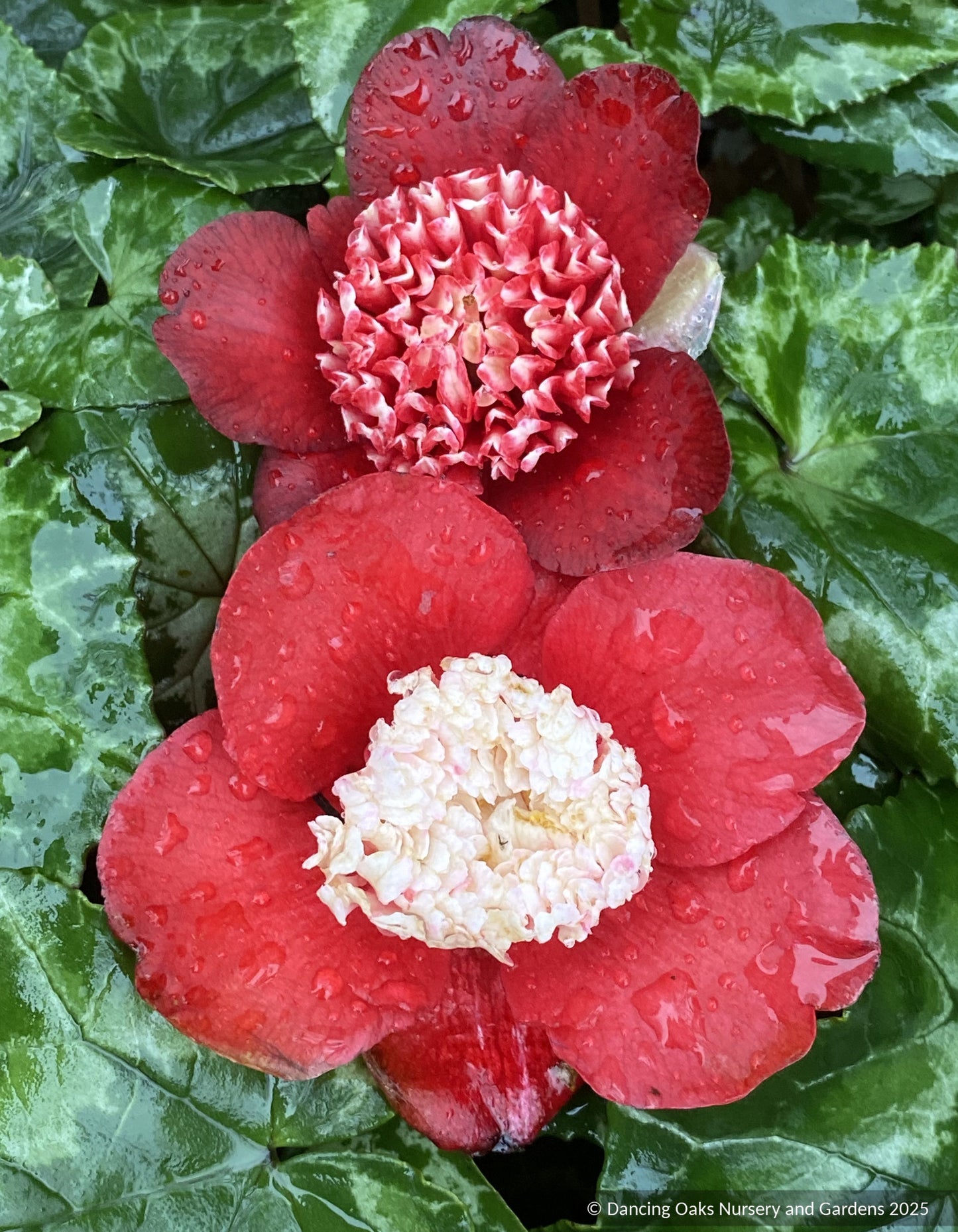 Shrubs ~ Camellia japonica 'Bokuhan' (syn. 'Tinsie') ~ Dancing Oaks Nursery and Gardens ~ Retail Nursery ~ Mail Order Nursery