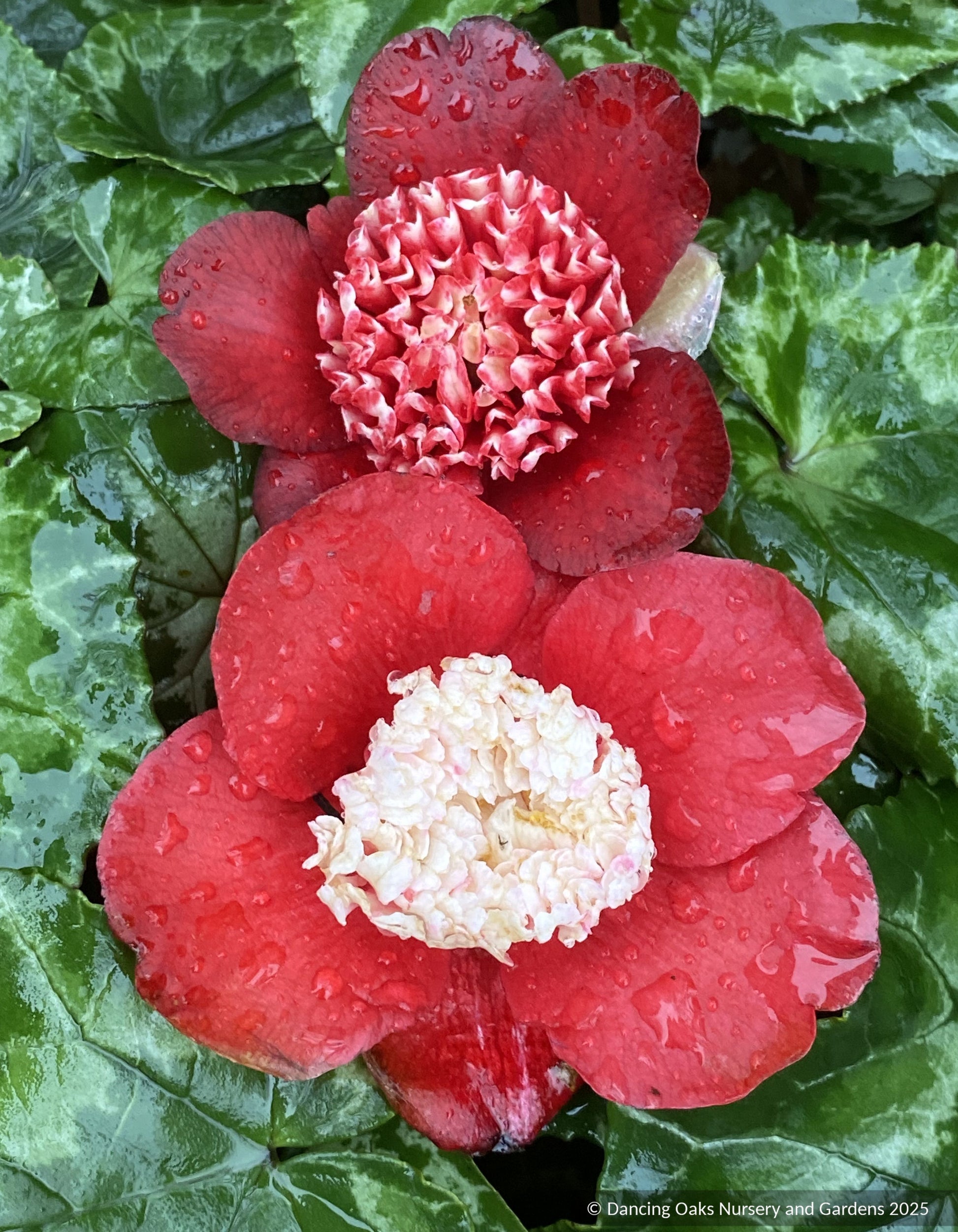 Shrubs ~ Camellia japonica 'Bokuhan' (syn. 'Tinsie') ~ Dancing Oaks Nursery and Gardens ~ Retail Nursery ~ Mail Order Nursery