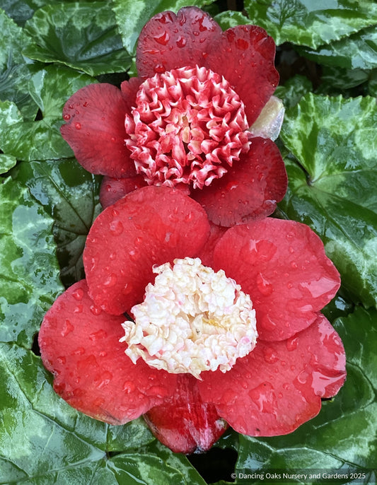 Shrubs ~ Camellia japonica 'Bokuhan' (syn. 'Tinsie') ~ Dancing Oaks Nursery and Gardens ~ Retail Nursery ~ Mail Order Nursery