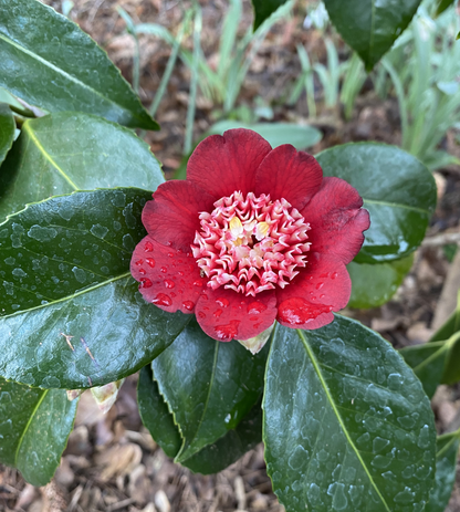 Camellia japonica 'Lipstick', Japanese Camellia