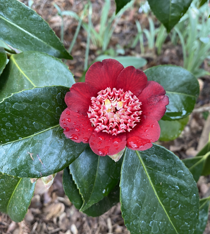Camellia japonica 'Lipstick', Japanese camellia
