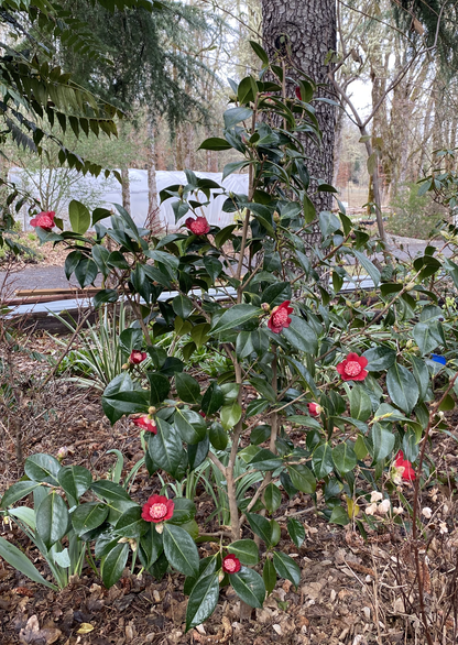 Camellia japonica 'Lipstick', Japanese Camellia