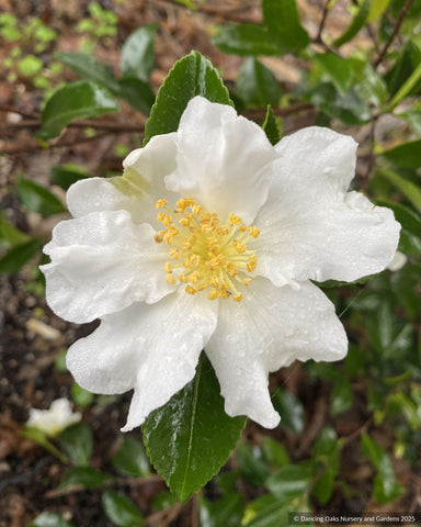 Shrubs ~ Camellia sasanqua 'Setsugekka', Autumn Camellia ~ Dancing Oaks Nursery and Gardens ~ Retail Nursery ~ Mail Order Nursery
