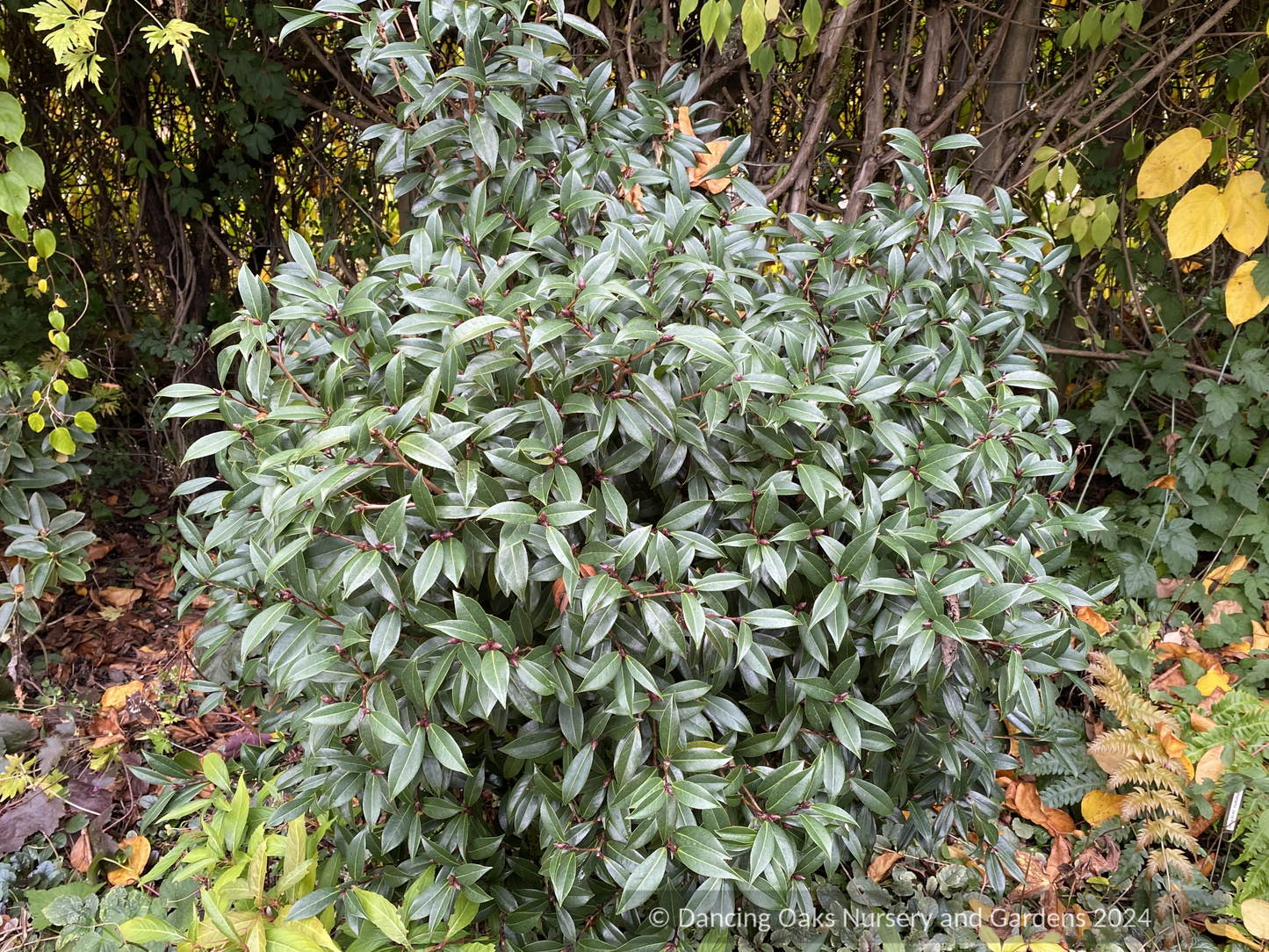 Shrubs ~ Camellia x williamsii ‘Night Rider’ ~ Dancing Oaks Nursery and Gardens ~ Retail Nursery ~ Mail Order Nursery