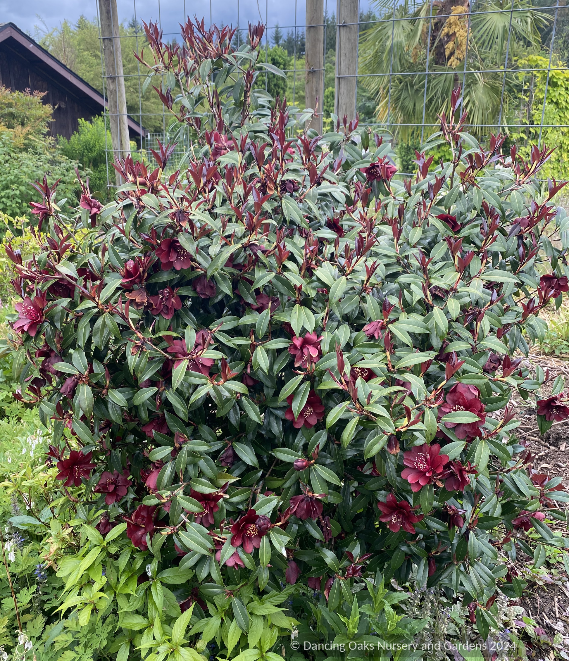 Shrubs ~ Camellia x williamsii ‘Night Rider’ ~ Dancing Oaks Nursery and Gardens ~ Retail Nursery ~ Mail Order Nursery